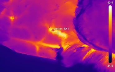 Thermal image of animal showing inflammation and infection through abnormal heat patterns.
