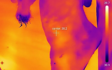 Thermal image of animal showing heat concentration due to injury or stress.