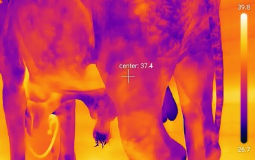 Thermal imaging camera used for animal recovery monitoring and health assessment.