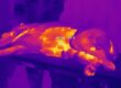 Thermal imaging of dairy animal udder showing temperature variation for mastitis detection.