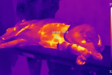 thermal camera Thermal imaging of dairy animal udder showing temperature variation for mastitis detection.