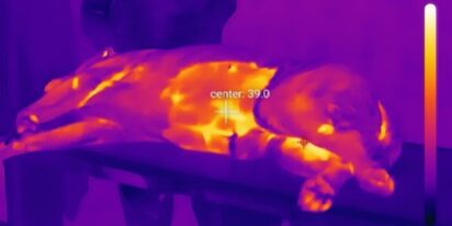 Thermal imaging of dairy animal udder showing temperature variation for mastitis detection.