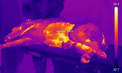 Thermal imaging of dairy animal udder showing temperature variation for mastitis detection.
